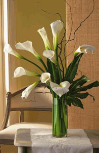 China Calla Lilies (Nov-May) China,,China:Elegance